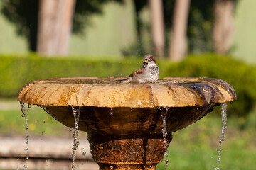 Pájaro bañándose en una fuente de un parque