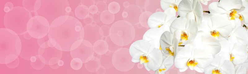 Naklejka na ściany i meble Large white Orchid flowers in the panoramic image. Panorama, a banner with space for text or insertion. White flowers on a pink background.