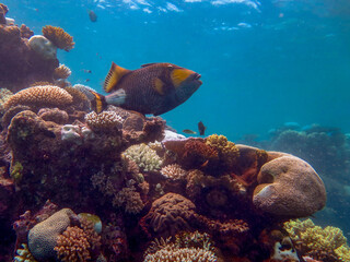 Diving at Great Barrier Reef, Outer Reef, Cairns, Queensland, Australia © Flo129