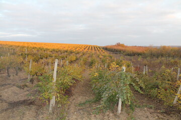 Fototapeta premium grape fields in autumn 