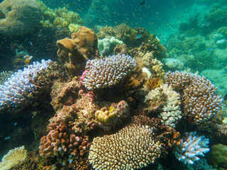 Naklejka na ściany i meble Diving at Great Barrier Reef, Outer Reef, Cairns, Queensland, Australia