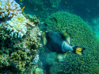 Diving at Great Barrier Reef, Outer Reef, Cairns, Queensland, Australia
