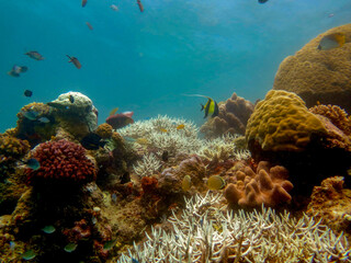 Fototapeta na wymiar Diving at Great Barrier Reef, Outer Reef, Cairns, Queensland, Australia