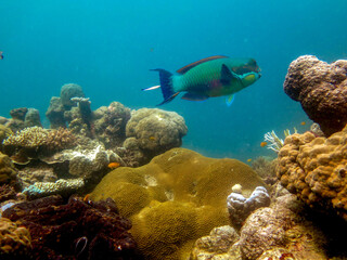 Diving at Great Barrier Reef, Outer Reef, Cairns, Queensland, Australia