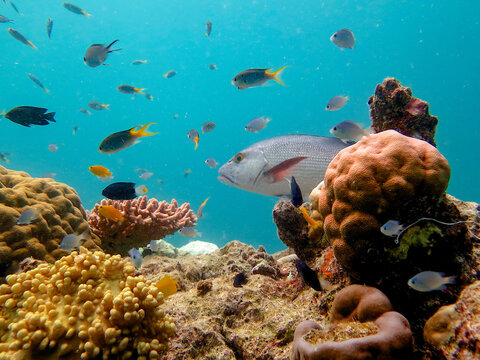 Diving at Great Barrier Reef, Outer Reef, Cairns, Queensland, Australia