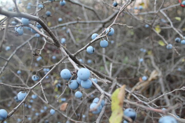 berries on the branches
