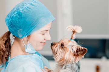 yorkshire terrier dog and young woman veterinarian at the veterinary clinic.
