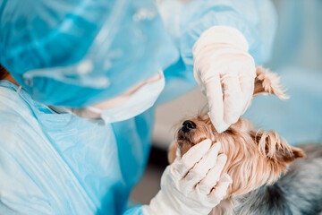 veterinarian cleans the eyes of a Yorkshire terrier dog.