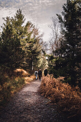 walking in the woods