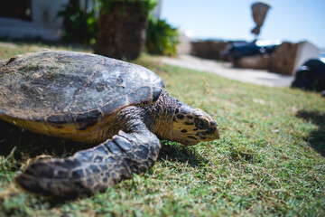 turtle on the ground