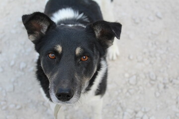portrait of a black stray dog outdoors