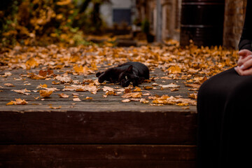 autumn leaves on the street