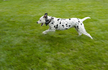 Dalmatian running in green grass

