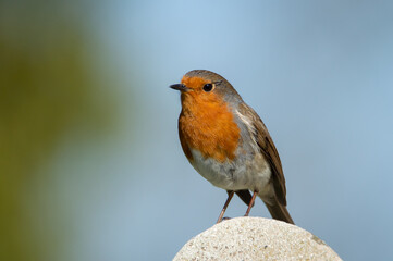 Robin standing on a gravestone