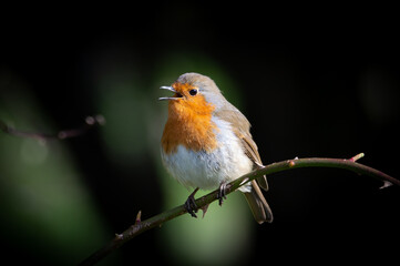Robin on a thorny branch singing