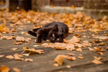  cat in outumn park
