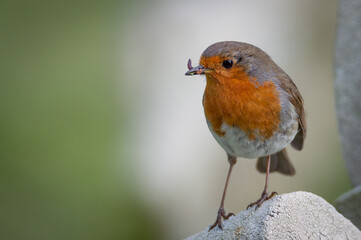 Robin on a gravestone holding a worm