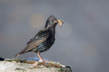 Starling with a beak full of food