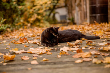 cat in autumn park