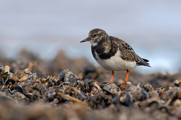 Ruddy Turnstone (Arenaria interpres) searching for food in Mussel Beds (Mytilus edulis) on the Norfolk coast