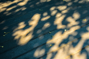 Tree shadow on wooden floor walkway
