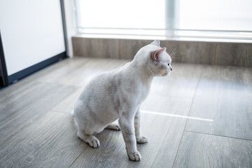British shorthair cat sitting on the wooden floor and looking to the side