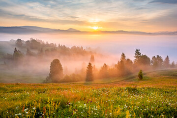Flowers in the meadow. Early morning fog. Sunrise in mountain area.