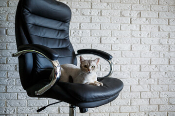 Fototapeta na wymiar Gray british cat sits on a leather black armchair