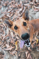 portrait of a happy dog