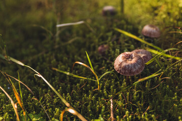 mushroom on the grass