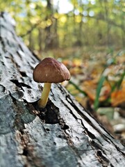 Wild  mushroom in the forest .Mushroom growing in the woods