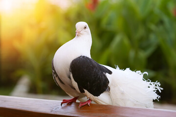 Decorative bird in nature