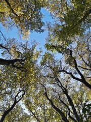 Autumn in the forest. Looking up to the sky