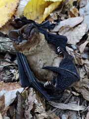 Bat with broken wing lying on the ground. Injured bat on the ground