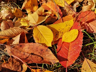 Autumn leaves background