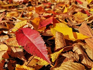 Autumn leaves background