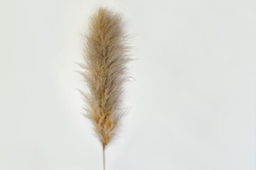 Pampas grass on white background