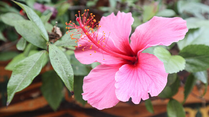 Hawaiian Hibiscus Flower 