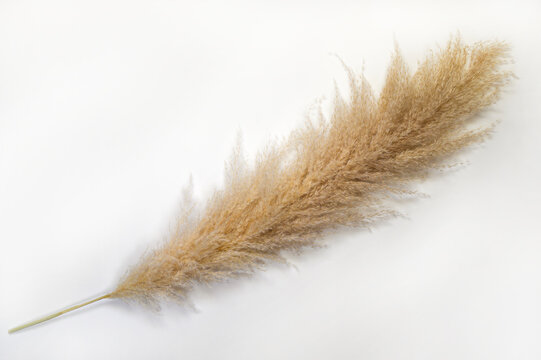 Pampas Grass On White Background