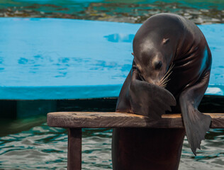 Shy