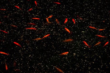 Fish galaxy - obrazy, fototapety, plakaty