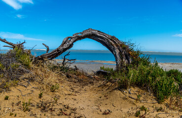 Fototapeta premium Sea through