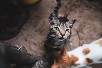 portrait of a cat