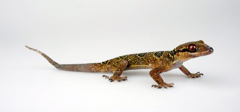Banded Leaf-toed Gecko // Geb&auml;nderter Halbfingergecko (Hemidactylus fasciatus)