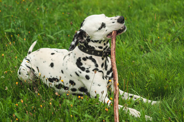 Dalmatian dog holding a stick in his mouth