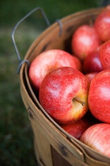 Bushel of apples