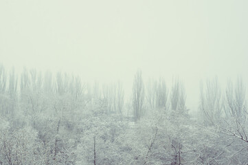 Winter urban frosty landscape - snow covered trees on foggy background