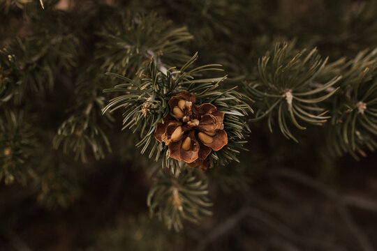 pine tree detail