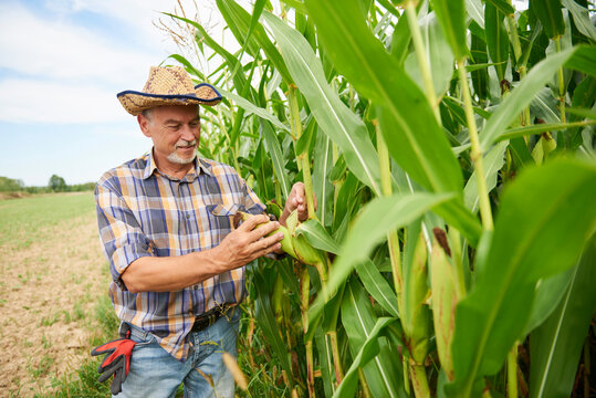 Farmer at cornfield examining maize plants
