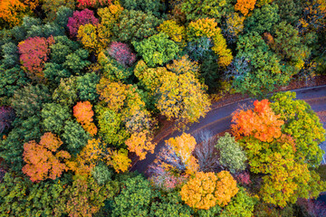 Beautiful travel aerial look down at a curved paved road partially obscured or hidden below fall or autumn foliage as the green leaves  change to bright red, yellow and orange colors in Wisconsin. - Powered by Adobe